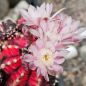 Preview: Gymnocalycium mihanovichii / bunte Körper